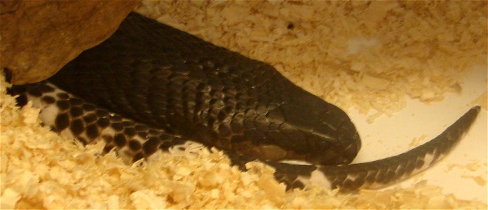 Black and White Spitting Cobra.
