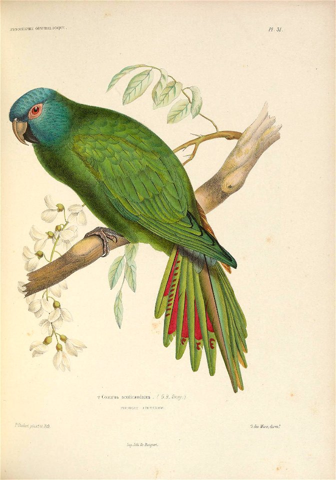 ICONOGRAPHIE ORNITHOLOGIQUE 
FI. 51. 
•r Coiiurus acuticauclatiis . ( (i.R. CjràY.) 
JPERRUCHE -ACUTICAUDE. 
P-OudaitpinxJetlitb. 
0. des Murs, direx^ 

Imp.Lith. de Becauet.