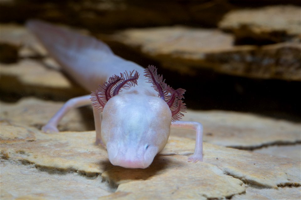 Texas blind salamander (Eurycea rathbuni)