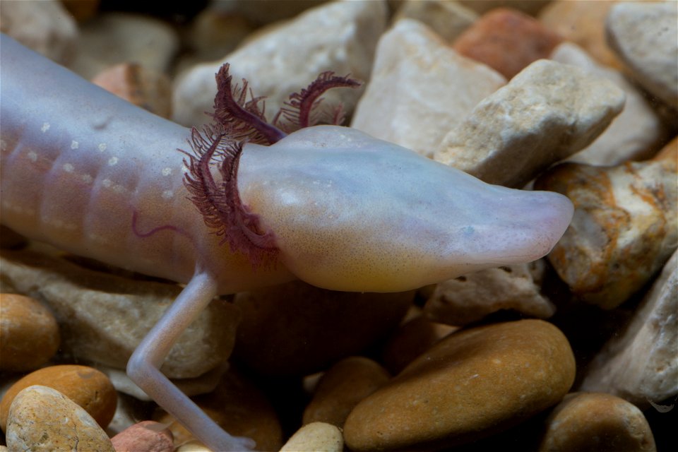 Texas blind salamander (Eurycea rathbuni)