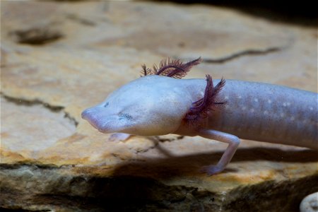 Texas blind salamander (Eurycea rathbuni)