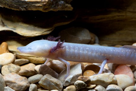 Texas blind salamander (Eurycea rathbuni)