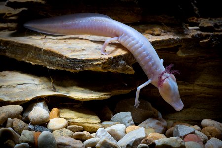 Texas blind salamander (Eurycea rathbuni)