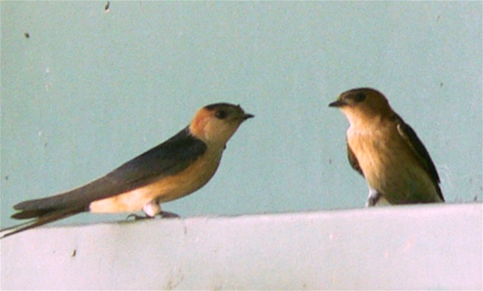 Cropped and colour-enhanced from original