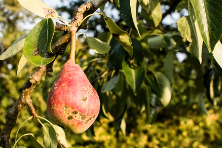 Light fruit plant photo