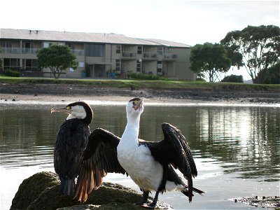 Deux cormorans varié photographiés en Nouvelle-Zélande, au nord d'Auckland. 

Two Pied Cormorants photographed in New Zealand, North from Auckland.