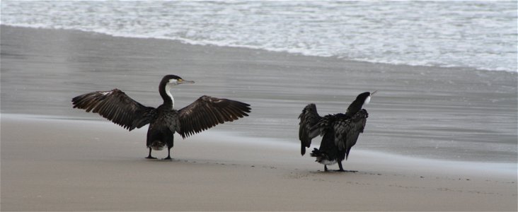 Shags at Maori Bay