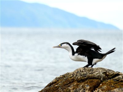 Pied Shag crouching, about to take off from rock (on the south coast of the North Island of New Zealand, near Wellington) photo