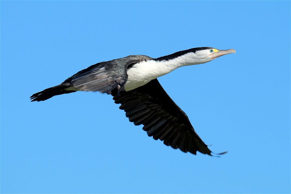 Pied Shag flying by against blue sky