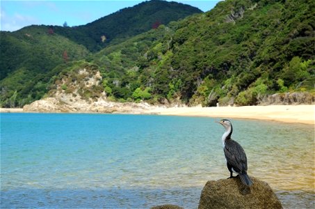 Pied Shag perched on rock in Mutton Cove photo