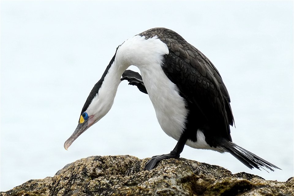 Pied Shag scratching itself on the neck (on the south coast of the North Island of New Zealand, near Wellington)