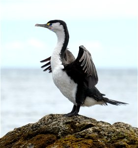 Pied Shag standing on rock stretching its wings (on the south coast of the North Island of New Zealand, near Wellington)