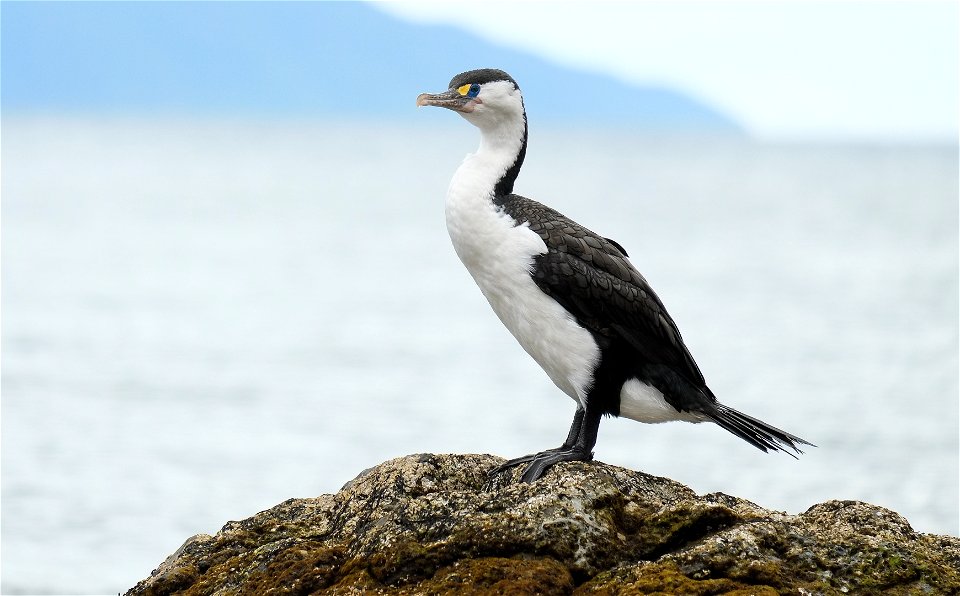 Pied Shag standing on rock (on the south coast of the North Island of New Zealand, near Wellington)