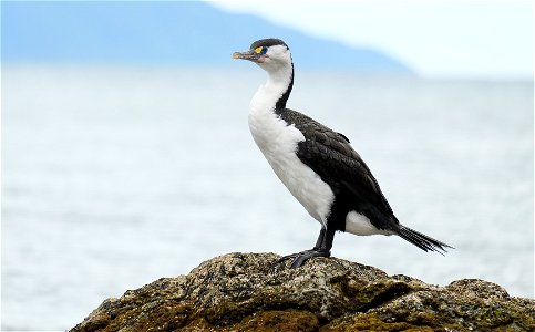 Pied Shag standing on rock (on the south coast of the North Island of New Zealand, near Wellington) photo