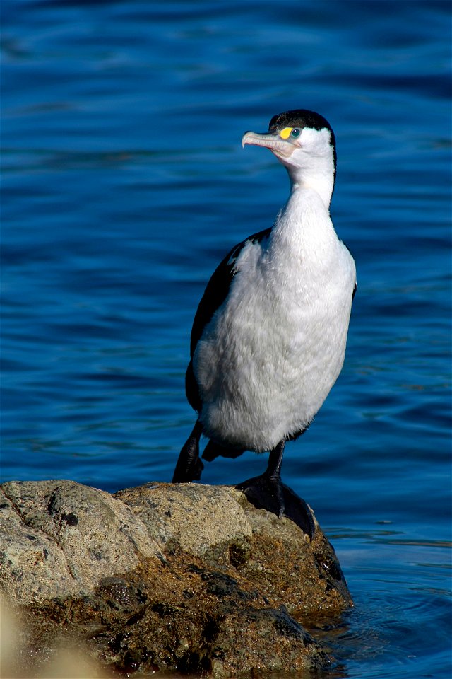 Blue-Eyed Shag on Kaikoura Penninsula, New Zealand