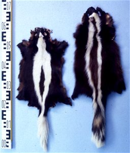 Patagonian skunks fur skins(Conepatus humboldti). Fur skin collection, Bundes-Pelzfachschule, Frankfurt/Main, Germany