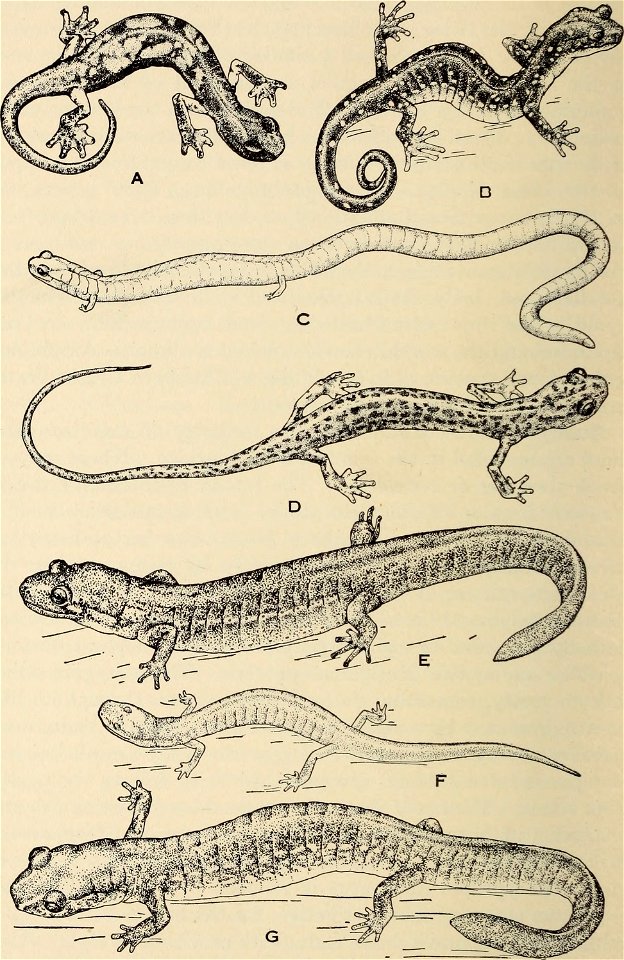 : The biology of the amphibia
Identifier: biologyofamphibi00nobl (find matches)
Year: 1931 (1930s)
Authors: Noble, Gladwyn Kingsley, 1894-1940
Subjects: Amphibians
Publisher: New York : McGraw-Hi
