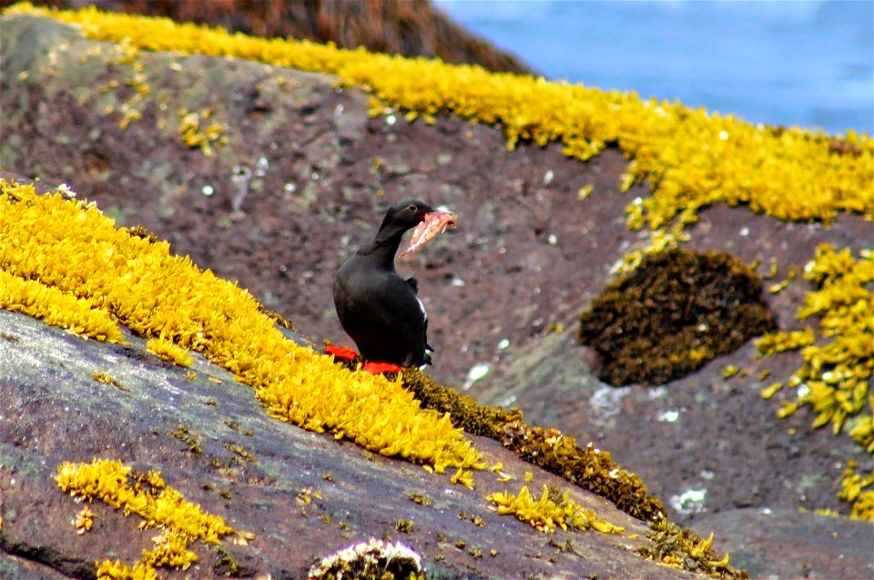 Pigeon Guillemot on Buldir Island by Katherine Robbins/USFWS.