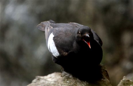 Pigeon Guillemot You are free to use this image with the following photo credit: Peter Pearsall/U.S. Fish and Wildlife Service photo