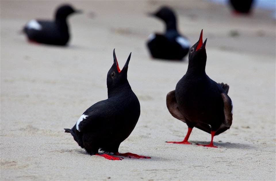 Male and female pigeon guillemots in courtship display.  Guillemots breed within Oregon Islands and Three Arch Rocks National Wildlife Refuge

Photo courtesy of Roy W. Lowe