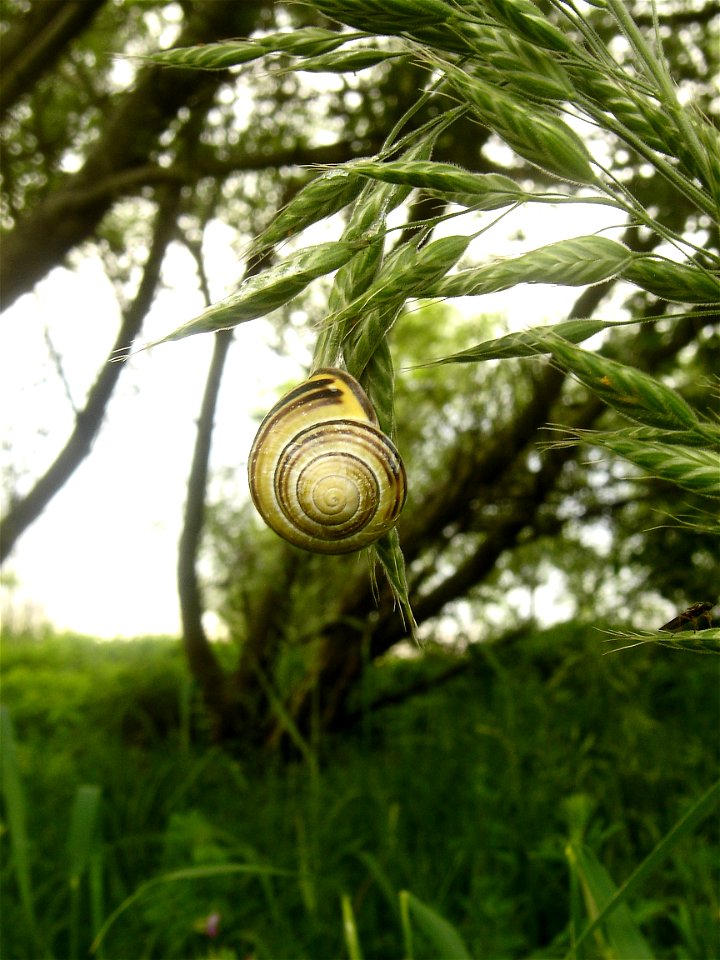 Brown Lipped Snail England/ Grove Snail