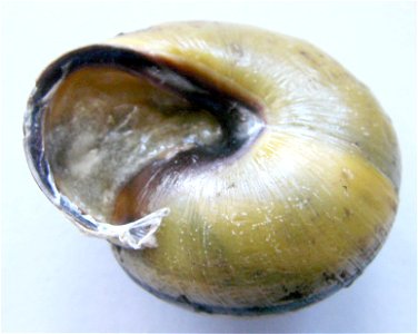 Cepaea nemoralis