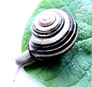 Cepaea nemoralis