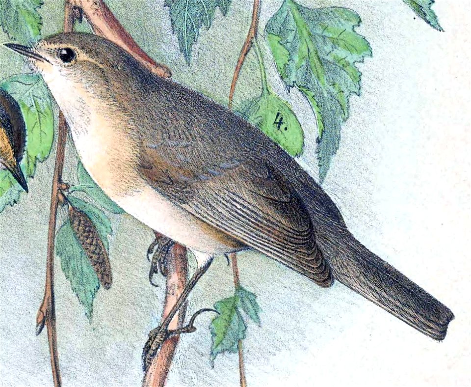 « Phylloscopus tristis var. sindiana » = Phylloscopus sindianus (Mountain chiffchaff) - males
