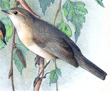« Phylloscopus tristis var. sindiana » = Phylloscopus sindianus (Mountain chiffchaff) - males