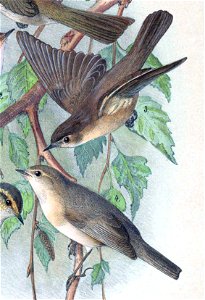 English:  « Phylloscopus tristis var. sindiana » = Phylloscopus sindianus (Mountain chiffchaff) - malesFrançais :  « Phylloscopus tristis var. sindiana » =