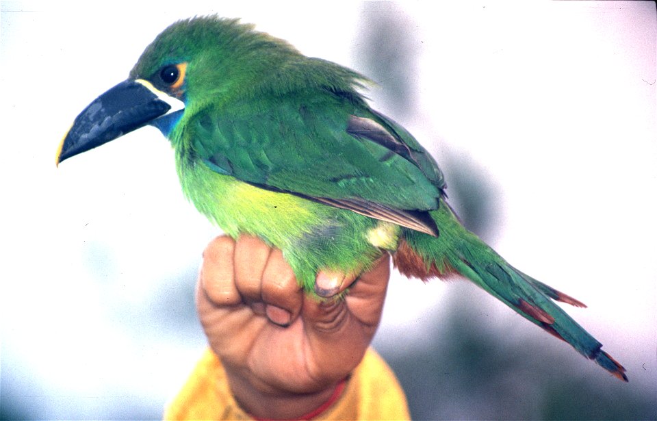 Black-throated Toucanet (Aulacorhynchus atrogularis cyanolaemus) from Cordillera del Cóndor in south Ecuador
