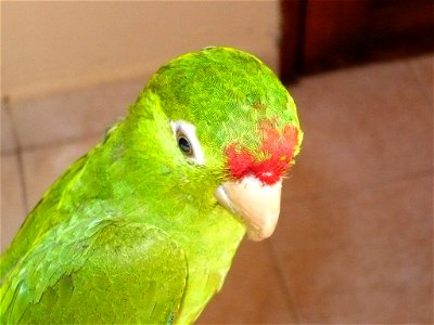A juvenile Crimson-fronted Parakeet, approximately four months of age, City of Panamà.