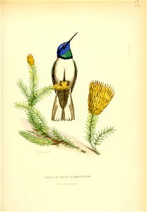 Orotrochilus chimborazo = Oreotrochilus chimborazo[1]