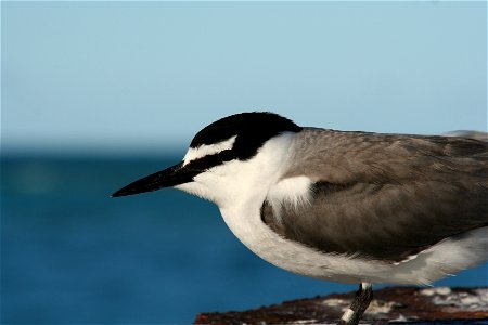 Grey-backed Tern Sterna lunata