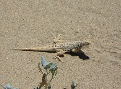 Uma Scoparia, aka the Mojave Fringe Toed Lizard