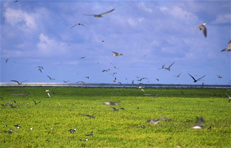 Grey backed terns (Onychoprion lunatus) flying over Malden Island, Line Islands, Kiribati. photo