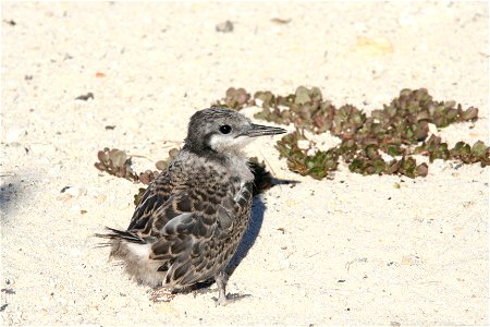 Partly feathered Grey-backed Tern Sterna lunata chick on Tern Island, French Frigate Shoals photo