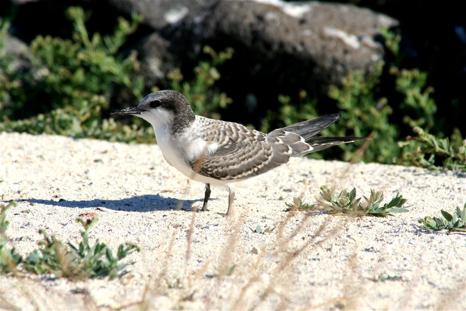 Immature Gray-backed Tern Sterna lunata