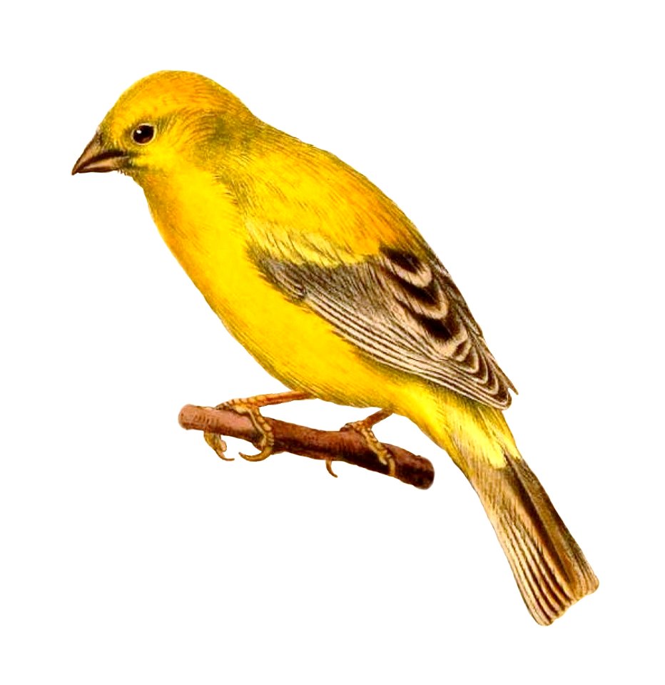 A cut-out from an illustration by Henrik Grönvold of an Arabian Golden Sparrow, from G. E. Shelley's Birds of Africa