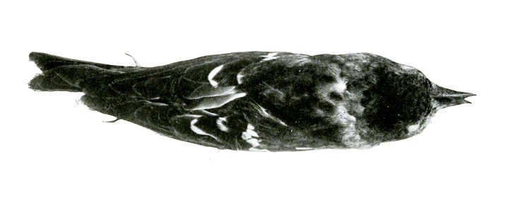 Specimen of Loxia megaplaga collected by a Smithsonian expedition in 1912.