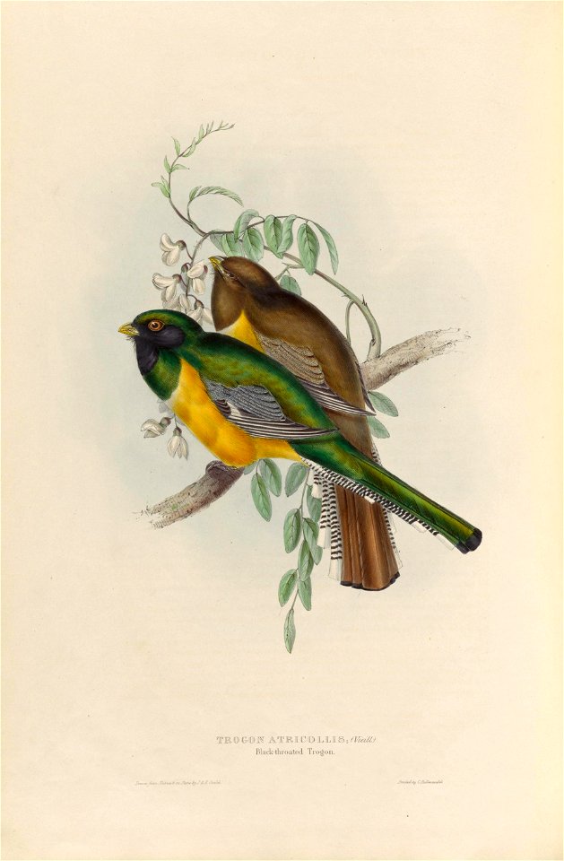 Trogon rufus - A monograph of the Trogonidae, or family of trogons