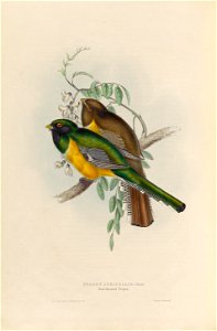 Trogon rufus - A monograph of the Trogonidae, or family of trogons
