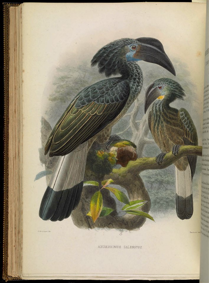A monograph of the Bucerotidæ, or family of the hornbills.