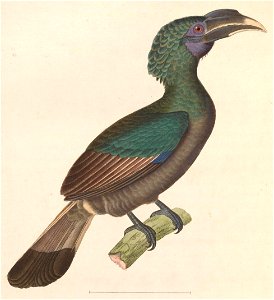English:  « Buceros galeritus » = Anorrhinus galeritus (Bushy-crested Hornbill) - maleFrançais :  « Buceros galeritus » = Anorrhinus galeritus (Calao largu