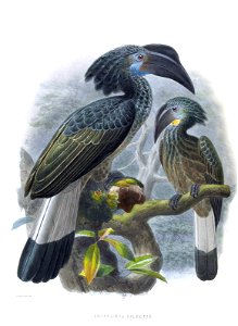 Anorrhinus galeritus
