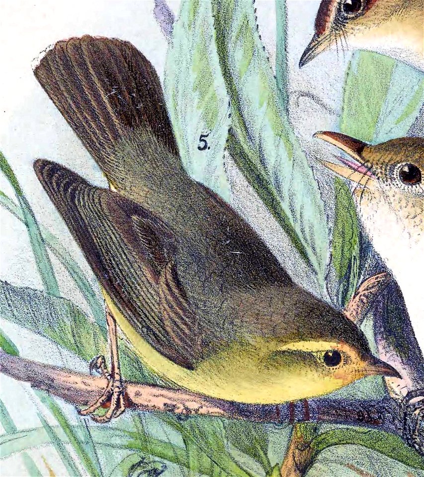 English:  « Herbivocula affinis » = Phylloscopus affinis (Tickell's Leaf Warbler) - maleFrançais :  « Herbivocula affinis » = Phylloscopus affinis (Pouillo