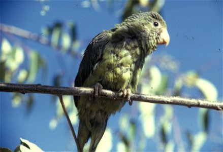 Cobalt-winged Parakeet (Brotogeris cyanoptera) A bird perched in a branch in Ecuador. photo