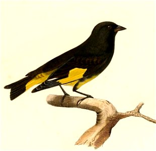 English:  « Carduelis atratus » = Carduelis atrata (Black Siskin)Français :  « Carduelis atratus » = Carduelis atrata (Chardonneret noir)