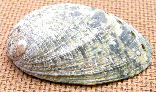 Photo of the shell of Haliotis virginea. Locality: Philippines, Own Collection. Philippines. Cebu. photo