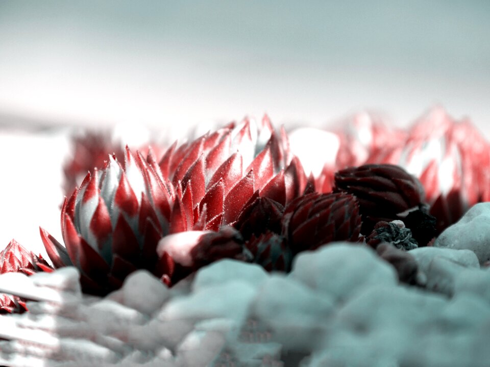 Background houseleek bud